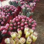 Protea Cullifest