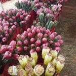 Protea Cullifest