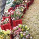 Protea Cullifest