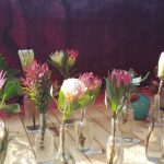 Protea Cullifest