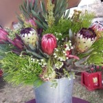 Protea Cullifest