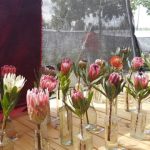 Protea Cullifest