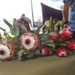Protea Cullifest