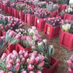 Protea Cullifest