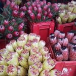 Protea Cullifest